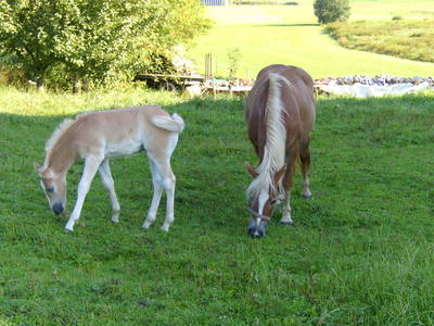 Bild 15 aus  Ferienwohnung Wenzl