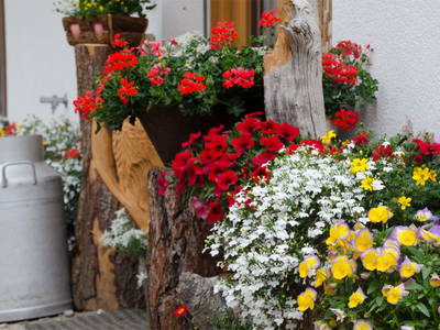 Bild 12 aus  Seppnerhof mit eigener Hofkäserei