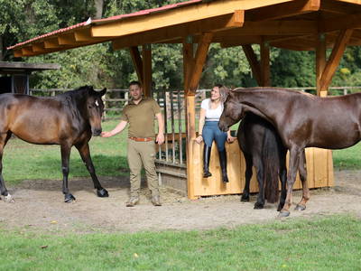 Bild 8 aus  Ferienhaus / Chalet auf dem Gestüt Lohhof mit Kinderreiten oder Pony Reiten