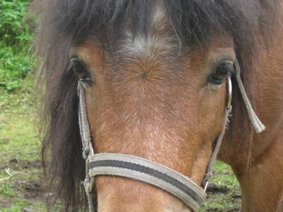 Bild 5 aus  Winklerhof-Kinderlandbauernhof, Familie Esterer