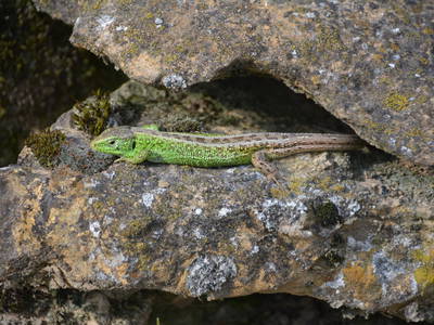 Die Mauereidechse fühlt sich auch wohl auf dem Ferienhof Pfeiffer