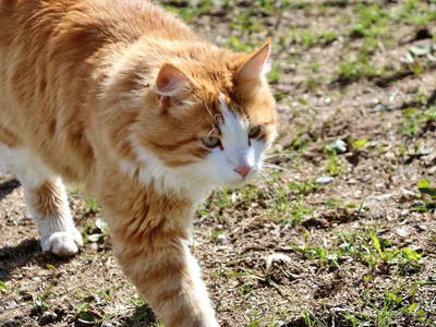 Bild 11 aus  Augustinerhof