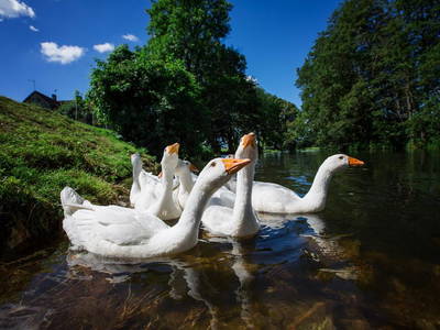 Bild 11 aus  Gutshof Dragefeld