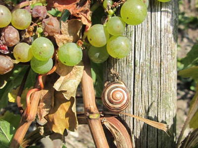 Bild 15 aus  Weingut Winnebeck inmitten der Weinberge
