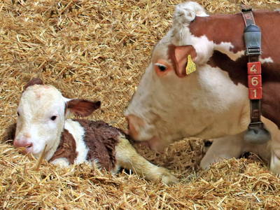 Bild 40 aus  Ederhof