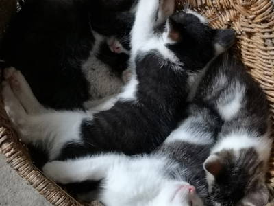 Bild 38 aus  Urlaub auf dem Ennenhof – Landliebe für die ganze Familie