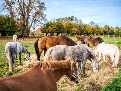 Bild 42 aus  LandSelection Gut Gaarz