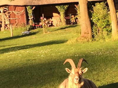 Bild 10 aus  Dreiseithof Schmadebeck