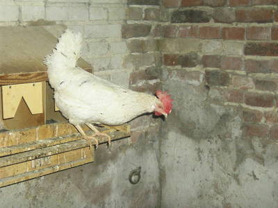 Huhn Frieda nach dem Eierlegen