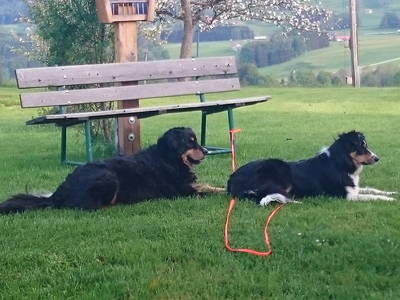 Bild 17 aus  Bauernhof Rupertiblick