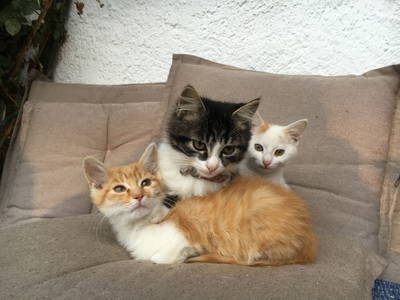 Bild 19 aus  Ferienwohnung Donebauer