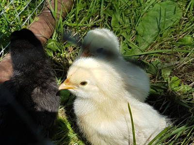 Bild 14 aus  Hof Alte Zeiten