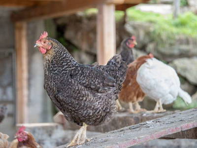 Bild 57 aus  Pirchnerhof