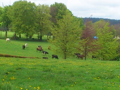 Bild 13 aus  Ferienhof Jansen