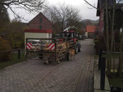 Bild 9 aus  Ferienhof Schmiddes