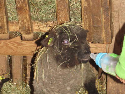 Bild 27 aus  Hof Wahls