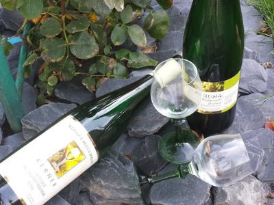 Bild 7 aus  Ferienweingut Bollig