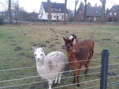 Bild 11 aus  Hof Roßkamp