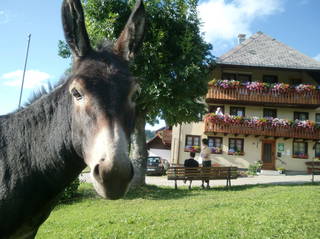 Sunmattehof aus Todtnau