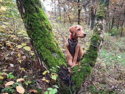 Waldspaziergang mit Hund