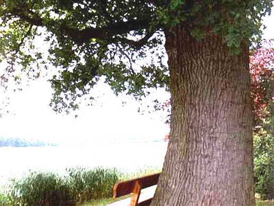 Bild 9 aus  Meyerhof