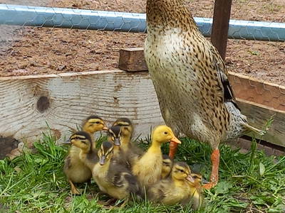 Bild 13 aus  Boznermüllerhof