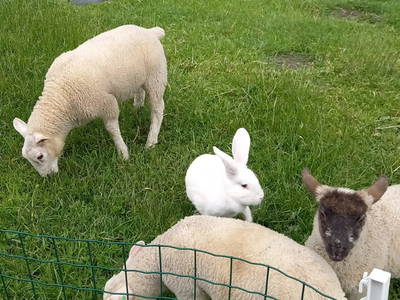 Bild 21 aus  Hof Janssen