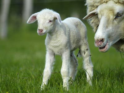 Bild 10 aus  Naturerlebnishof Helle