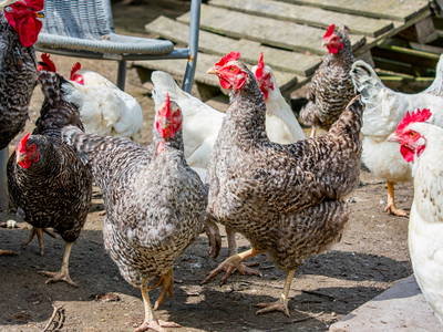 Bild 18 aus  Mitteltalhof "Lebensraum mit Vision"