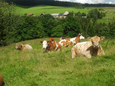 Bild 5 aus  Farnbauernhof