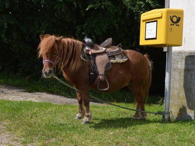 Bild 12 aus  Ferienhof Peter -  Ponys - streicheln, striegeln, füttern  -  Wattwanderungen + ganz viel Nordsee