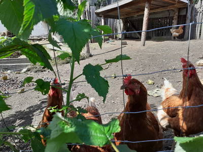 Bild 13 aus  Kreuzplon