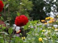 Bild 35 aus  Pension Baarblick