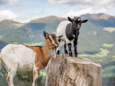 Bild 56 aus  Pirchnerhof