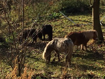 Print, Rosi und Ernie auf der herbstlichen Weide