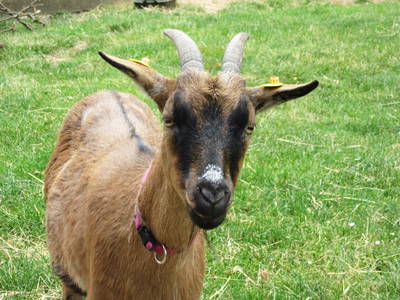 Bild 14 aus  Ferienhof Wibbeling am Hemmelsdorfer See