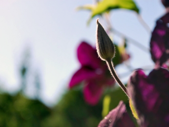 Bild 35 aus  Winzerhof Bregler