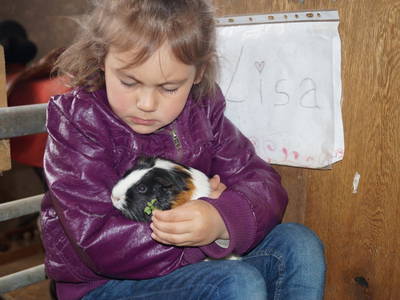 Unsere lieben Meerschweinchen