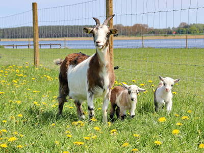 Unsere Ziegen auf der Wiese