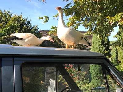 Bild 21 aus  Le Colombié - Ferienhäuser an der Dordogne mieten
