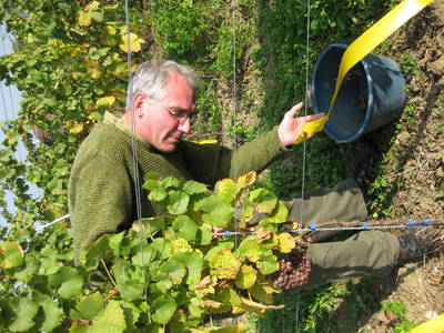 Jungfernernte Gewürztraminer