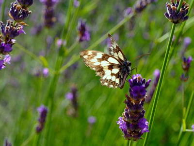 Bild 15 aus  Agriturismo Il Roccolo