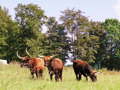 Bild 8 aus  Burgbauernhof am Katzenstein - Ursprünglichkeit des Landlebens gepaart mit Gesundheit und Luxus
