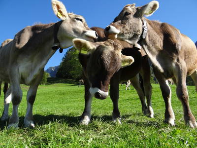 Bild 19 aus  Ferienhof Herz im Oberallgäu
