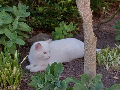 Bild 28 aus  Ferienhof Nordorfer Grashaus