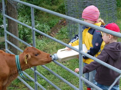 Bild 16 aus  Kantorhof