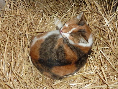 Bild 13 aus  Oberhöfenhof