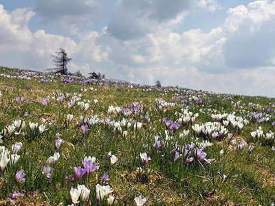 Bild 39 aus  Steinerhof