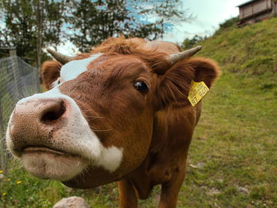 Bild 14 aus  Hansenhof