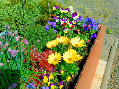 Küchenkräuter und blühende Pflanzen als Terrassenbegrenzung im Hochbeet